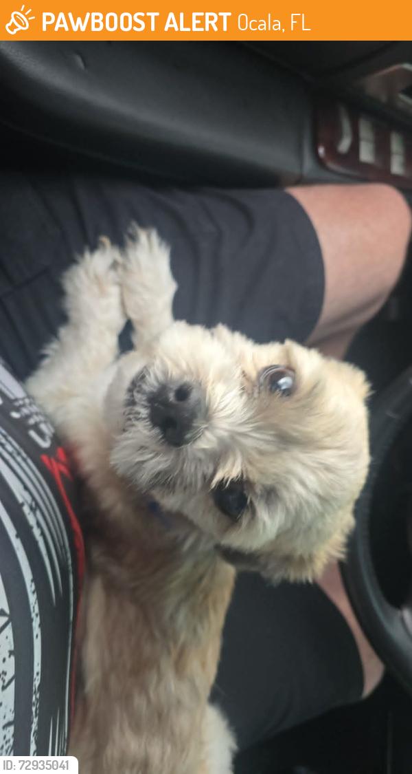 Found/Stray Male Dog last seen Ne 19th ave and 28th st, Ocala, FL 34470