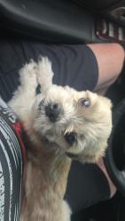 Found/Stray Male Dog last seen Ne 19th ave and 28th st, Ocala, FL 34470