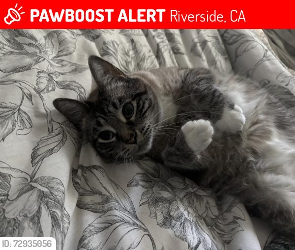 Lost Female Cat last seen Jackson and California, Riverside, CA 92503