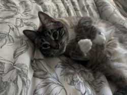 Lost Female Cat last seen Jackson and California, Riverside, CA 92503