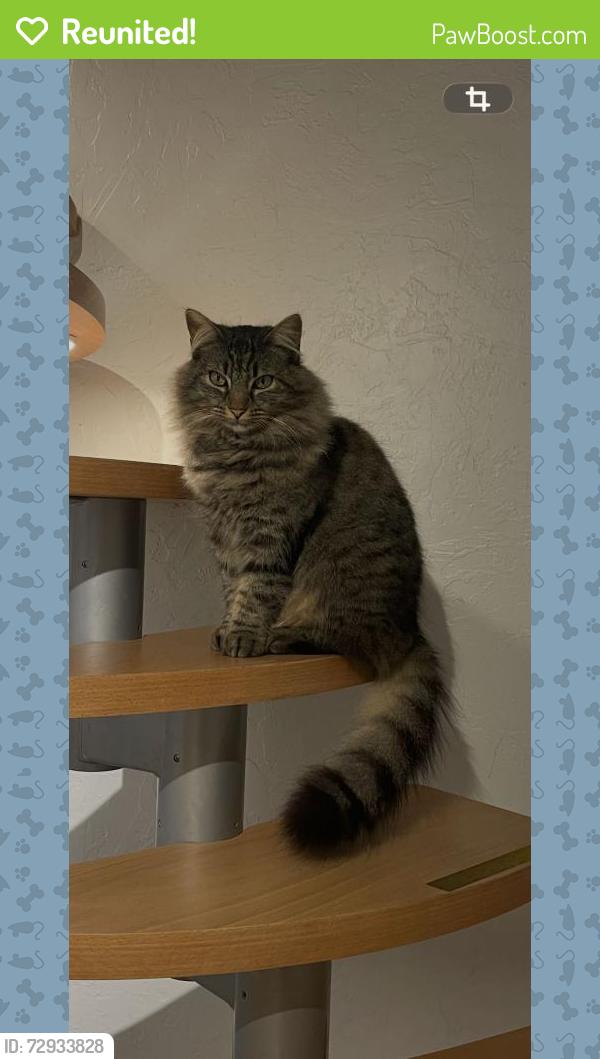 Reunited Female Cat last seen park ct and park ave , Santa Clara, CA 95050