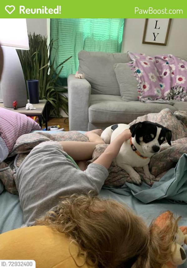 Reunited Male Dog last seen Linwood dr, Lexington, KY 40504