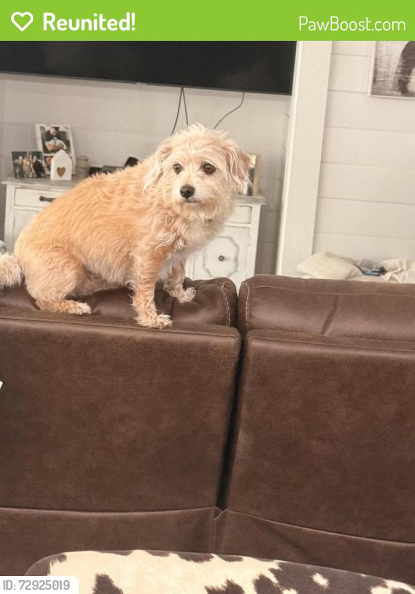 Reunited Female Dog last seen Temecula parkway and the 15 freeway, Temecula, CA 92591