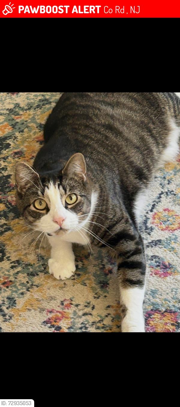 Lost Male Cat last seen Swartswood rd , Co Rd 521, NJ 07826
