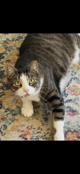 Lost Male Cat last seen Swartswood rd , Co Rd 521, NJ 07826