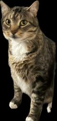 Reunited Male Cat last seen Cedar ridge , Heath, TX 75032