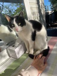 Lost Male Cat last seen Gaffney St, Whatmore St Park, Carina Heights, QLD 4152