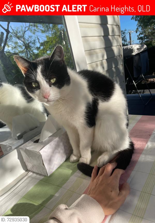 Lost Male Cat last seen Gaffney St, Whatmore St Park, Carina Heights, QLD 4152