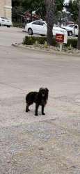 Found/Stray Unknown Dog last seen Near US 287 Frontage Road, Mansfield, TX 76063