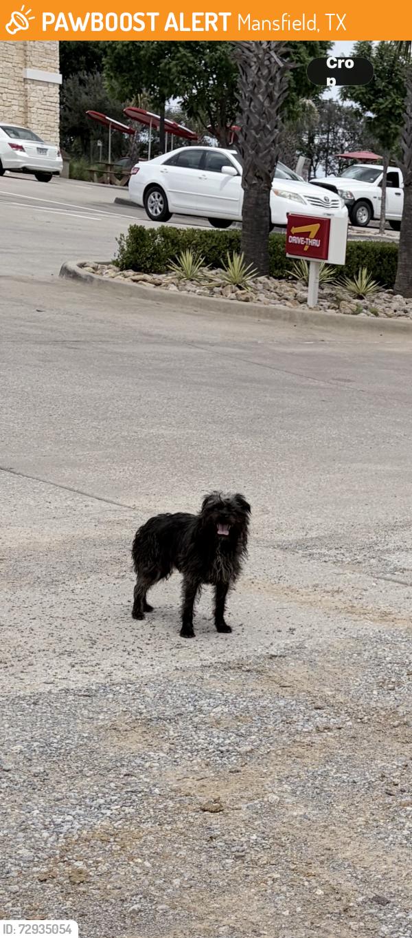 Found/Stray Unknown Dog last seen Near US 287 Frontage Road, Mansfield, TX 76063