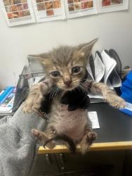 Shelter Stray Male Cat last seen , 14409 Vanowen St, Van Nuys, CA 91405, USA