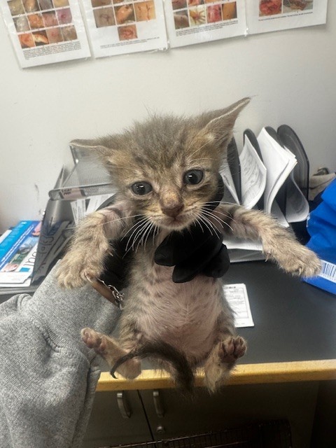 Shelter Stray Male Cat last seen , 14409 Vanowen St, Van Nuys, CA 91405, USA