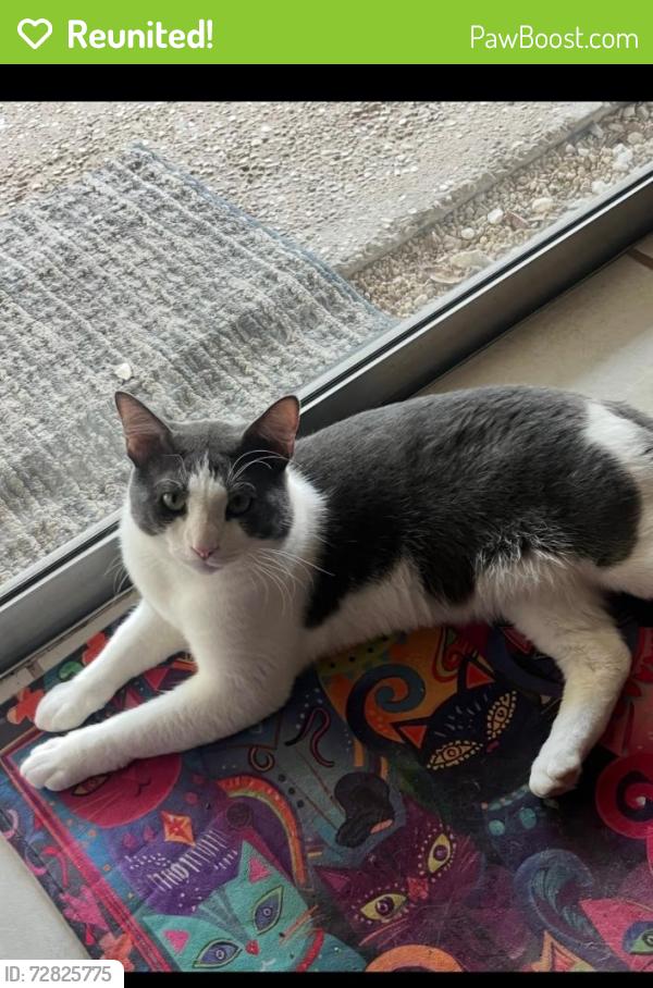 Reunited Male Cat last seen Near meadow hill converse tx 78109 , Converse, TX 78109