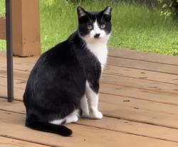 Lost Female Cat last seen Archbury Dr/ Claverdon Ln, Avon, IN 46123