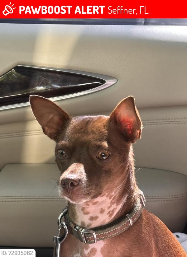 Lost Male Dog last seen Seffner , Seffner, FL 33584