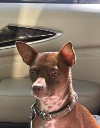 Lost Male Dog last seen Seffner , Seffner, FL 33584