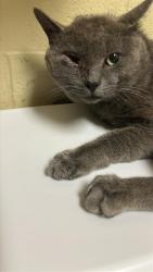 Shelter Stray Male Cat last seen MOGAN VALLEY ST & DOROTHY JUNE WAY, Sacramento, CA 95818