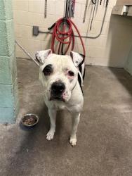 Shelter Stray Female Dog last seen VINE ST & N 7TH ST, Sacramento, CA 95818