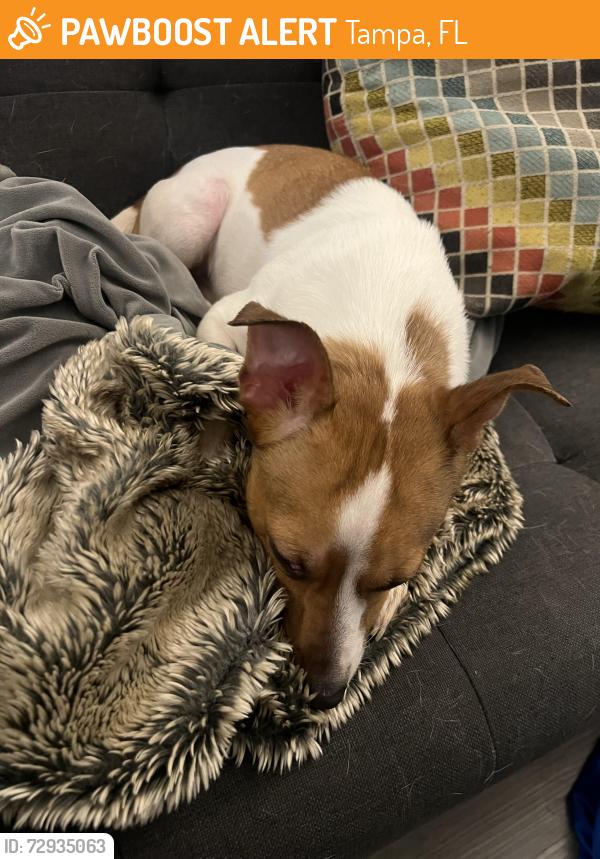 Found/Stray Male Dog last seen Fletcher and Florida, Tampa, FL 33612