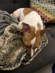 Found/Stray Male Dog last seen Fletcher and Florida, Tampa, FL 33612