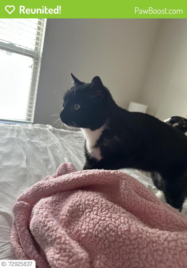 Reunited Male Cat last seen Upton and Culver, Virginia Beach, VA 23454