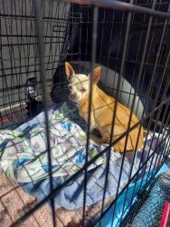 Reunited Female Dog last seen Orangewood Ave and Dallas Dr, Garden Grove, CA 92840