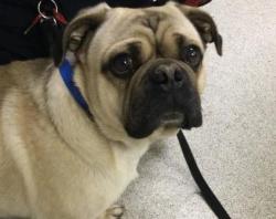 Shelter Stray Male Dog last seen Near BLOCK BUTTERFIELD RD, RIVERSIDE, CA, Jurupa Valley, CA 92509