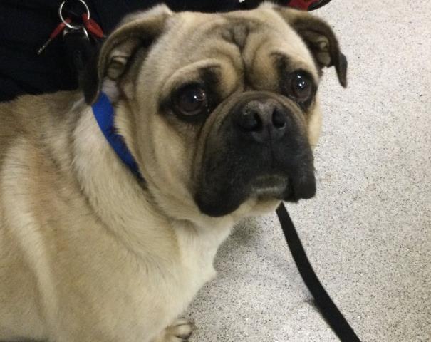 Shelter Stray Male Dog last seen Near BLOCK BUTTERFIELD RD, RIVERSIDE, CA, Jurupa Valley, CA 92509
