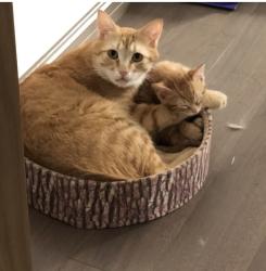 Lost Male Cat last seen Unicorn Ave Windsor Ontario , Windsor, ON N9G