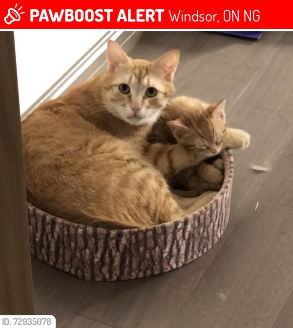 Lost Male Cat last seen Unicorn Ave Windsor Ontario, Windsor, ON N9G