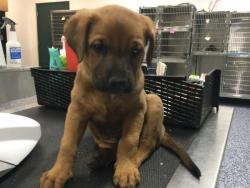 Shelter Stray Male Dog last seen Near BLOCK 66TH AVE MECCA CA 92254, Thousand Palms, CA 92276