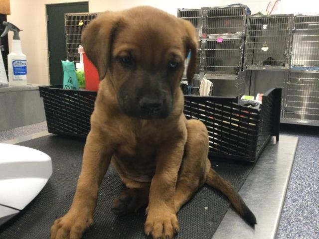 Shelter Stray Male Dog last seen Near BLOCK 66TH AVE MECCA CA 92254, Thousand Palms, CA 92276