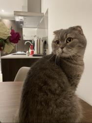 Lost Female Cat last seen Victoria park, Leicester, England LE2 1XA