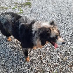 Found/Stray Unknown Dog last seen Wessinger and Limestone, Wessinger Rd, SC 29036