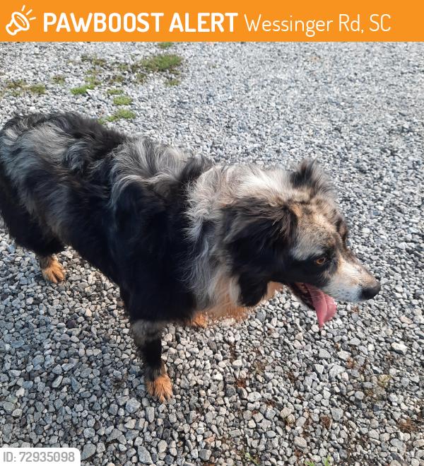 Found/Stray Unknown Dog last seen Wessinger and Limestone, Wessinger Rd, SC 29036