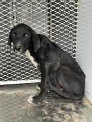 Shelter Stray Male Dog last seen Near BLOCK BEAR MOUNTAIN BLVD, BAKERSFIELD CA 93313, Bakersfield, CA 93308