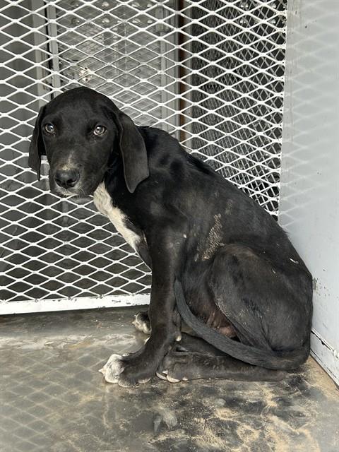 Shelter Stray Male Dog last seen Near BLOCK BEAR MOUNTAIN BLVD, BAKERSFIELD CA 93313, Bakersfield, CA 93308