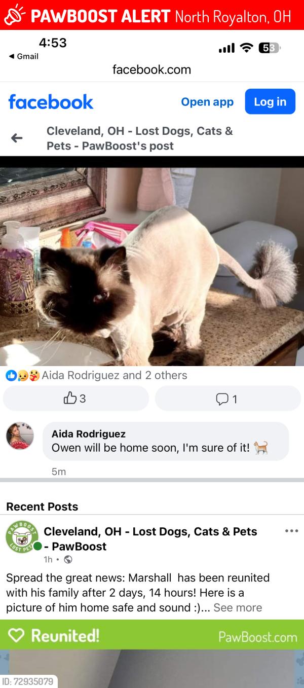 Lost Male Cat last seen Ridge Line drive - state road, North Royalton , North Royalton, OH 44133