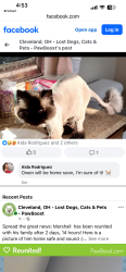 Lost Male Cat last seen Ridge Line drive - state road, North Royalton , North Royalton, OH 44133