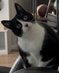 Lost Female Cat last seen Eadmer Avenue and Country Club Drive, Palmdale, CA 93551