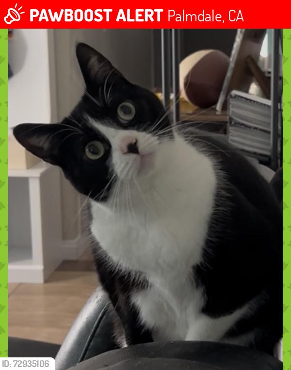 Lost Female Cat last seen Eadmer Avenue and Country Club Drive, Palmdale, CA 93551