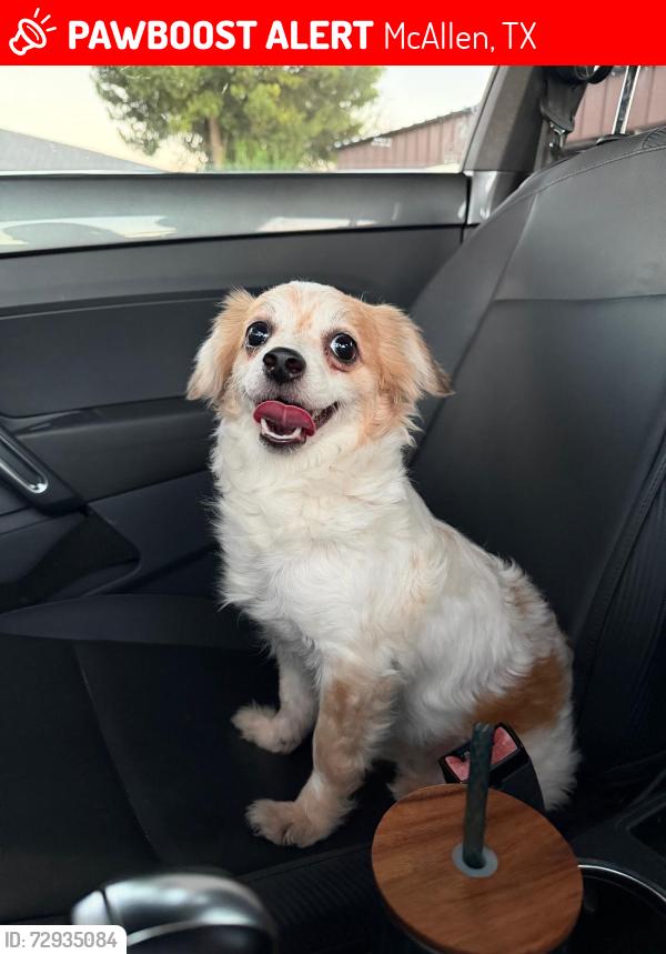 Lost Female Dog last seen McAllen tx , McAllen, TX 78501