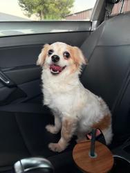 Lost Female Dog last seen McAllen tx , McAllen, TX 78501
