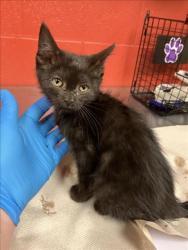 Shelter Stray Female Cat last seen Near BLOCK S EDGEMOOR AVE, WICHITA KS 67218, Wichita, KS 67219