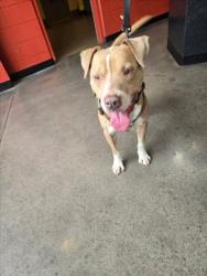 Shelter Stray Male Dog last seen Near BLOCK N AUBURN ST, WICHITA KS 67220, Wichita, KS 67219