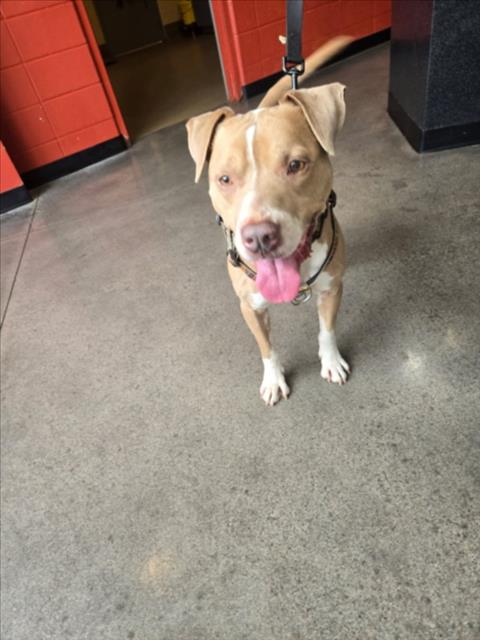 Shelter Stray Male Dog last seen Near BLOCK N AUBURN ST, WICHITA KS 67220, Wichita, KS 67219