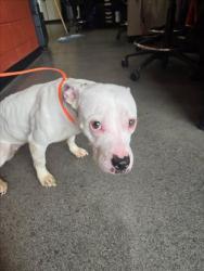 Shelter Stray Female Dog last seen Near BLOCK S HYDRAULIC AVE, WICHITA KS 67216, Wichita, KS 67219