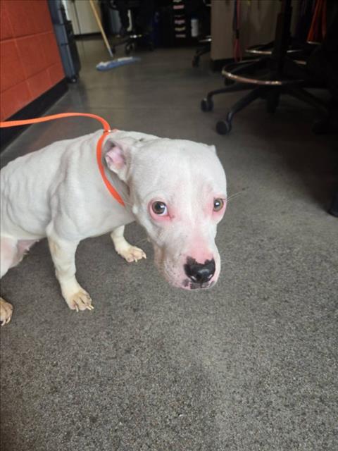 Shelter Stray Female Dog last seen Near BLOCK S HYDRAULIC AVE, WICHITA KS 67216, Wichita, KS 67219