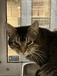 Shelter Stray Male Cat last seen Near BLOCK E EASTWOOD ST, WICHITA KS 67218, Wichita, KS 67219