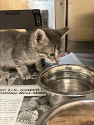 Shelter Stray Unknown Cat last seen Near BLOCK E WOODSPRING ST, WICHITA KS 67226, Wichita, KS 67219